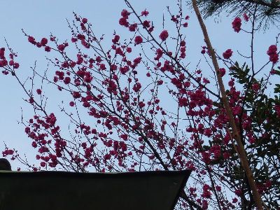 境内の桜の蕾