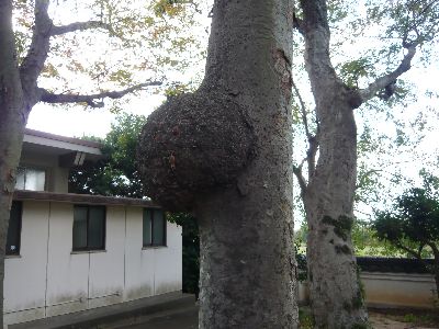 本堂奥庭の木の瘤